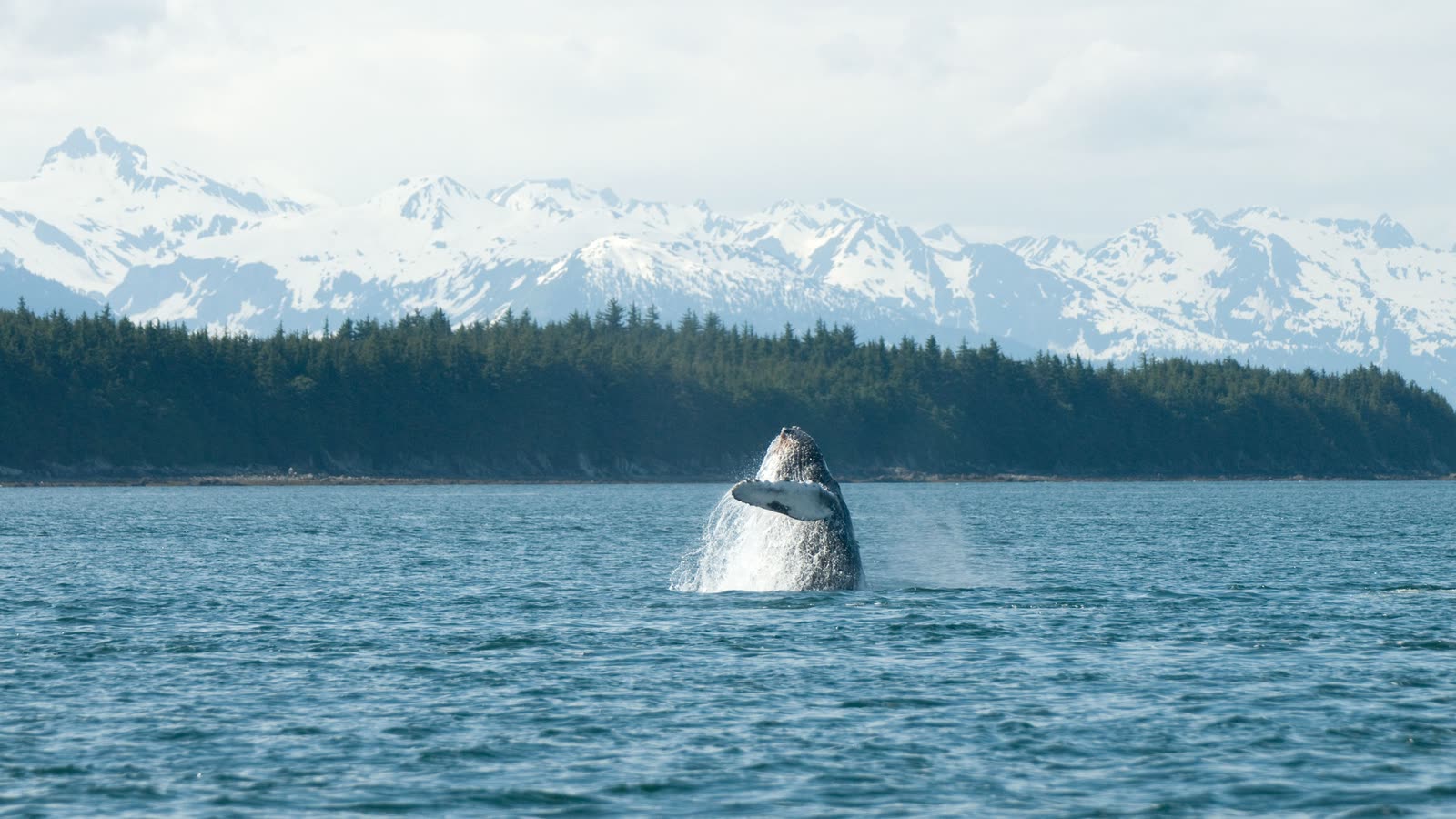 Mendenhall Glacier near Juneau — Alaska signature trip